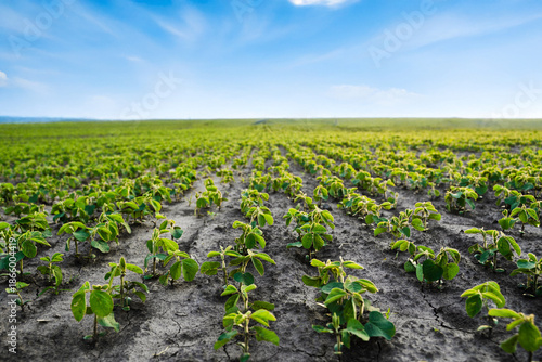 Fényképezés Wide agricultural field with young soybean plants growing in rows under blue sky