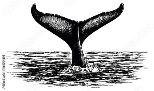 Hand drawn line art illustration of a whale tail depicting a dive and splash for ocean-themed projects