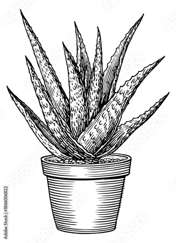 Hand drawn line art illustration of a potted aloe vera plant depicting natural skincare for herbal medicine concepts