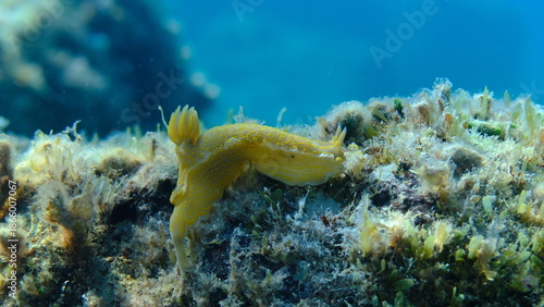 Foto Giant doris or Regal sea goddess (Felimare picta) undersea, Ligurian Sea, Italy,