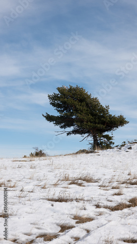 Wallpaper Mural tree on the beach Torontodigital.ca