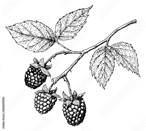Hand drawn line art illustration of a blackberry branch depicting ripe berries and leaves for food packaging or botanical designs