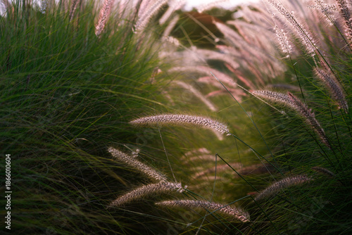 Beautiful sunrise with tall grass meadow