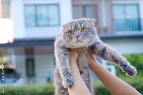 Hands holding an adorable and curious scottish fold folded ears cat