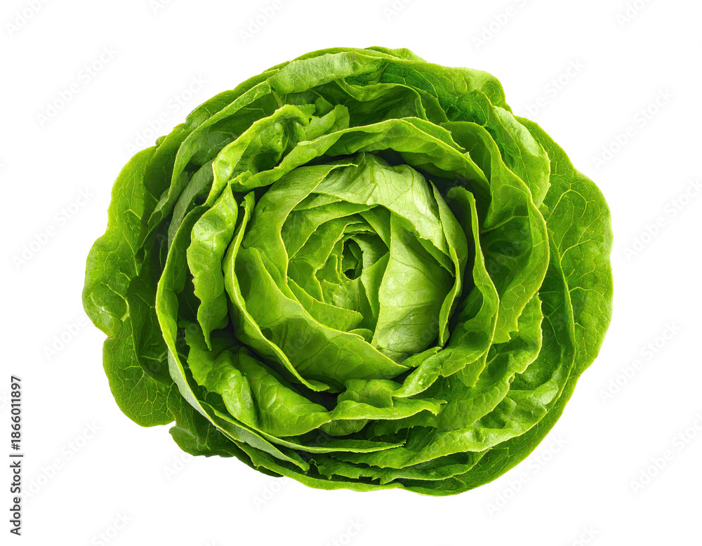 Fototapeta premium Overhead shot of a whole, fresh, vibrant green lettuce head against a stark black background