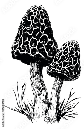 Hand drawn line art illustration of two morel mushrooms depicting them emerging from the ground for botanical and food designs