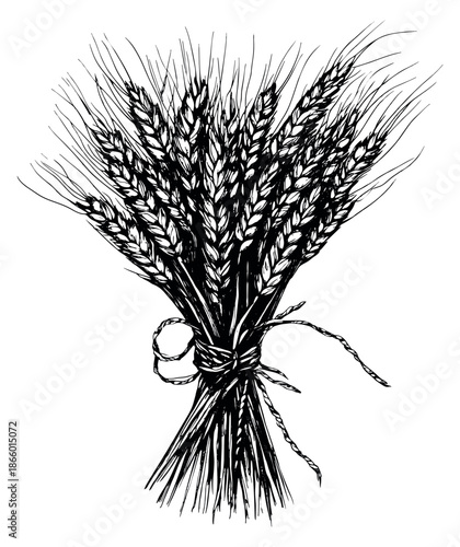 Hand drawn line art illustration of a sheaf of wheat depicting a tied bundle for harvest and food concepts
