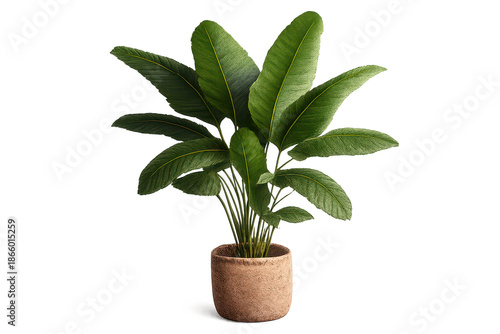 Potted plant with large leaves against transparent background image.