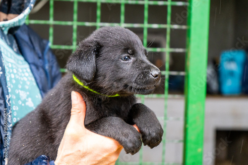 Holding little black puppy in arms. Adopt dog