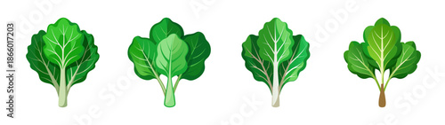 Fresh green chard leaves vector illustration for healthy eating and organic food concepts design element