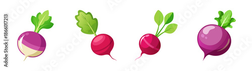 Fresh radish vegetables illustration: purple and red radishes with green leaves for healthy eating