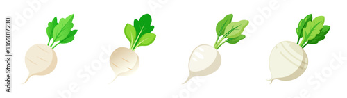 Explore fresh daikon radish vegetables illustration for healthy eating and cooking recipes ideas