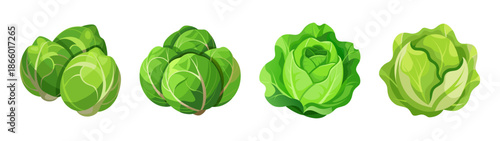 Fresh endive vegetable illustration vector, endive salad ingredient, healthy food concept art