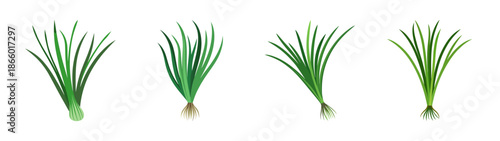 Fresh chives herb bunches culinary ingredient flavoring garnish cooking recipe aromatic plant garden herb