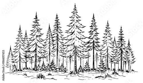 Hand drawn line art illustration of a forest depicting a natural wilderness scene for outdoor and nature designs