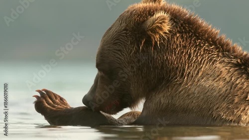 Grizzly bear eating its prey in water