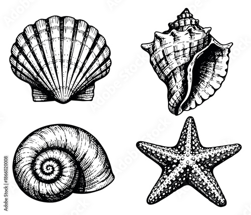 Hand drawn line art marine life set featuring scallop shell, conch shell, spiral shell, and starfish for summer beach design