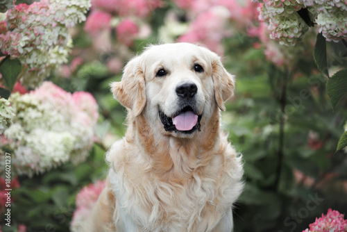 golden retriever dog posing outdoors in blooming hydrangea bushes