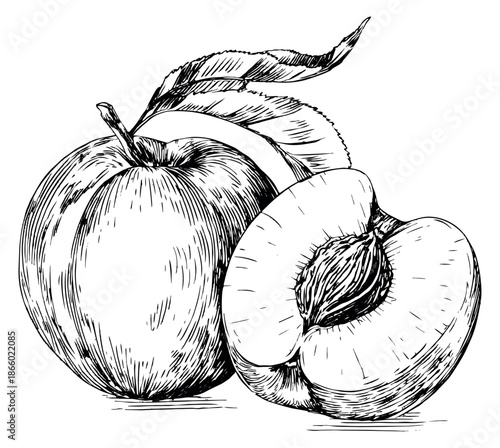 Hand drawn line art peaches set featuring a whole peach and a cut half with a pit for food packaging and recipes
