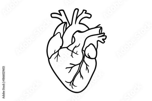 Anatomical Heart Outline with Shadow Effect