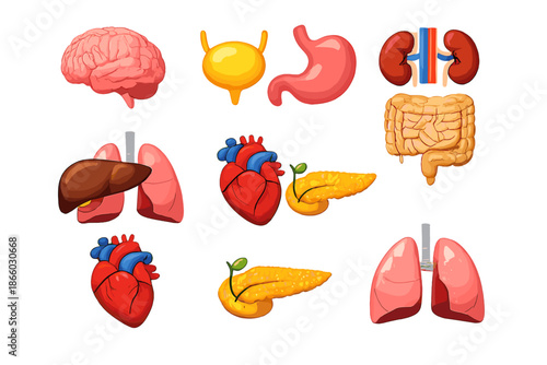 Collection of Human Organs Illustrated in a Stylized Cartoon Manner