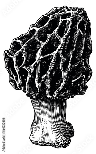Hand drawn line art illustration of a morel mushroom depicting its unique appearance for nature and culinary designs