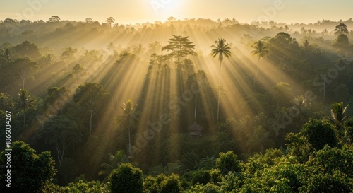 Sunlight filtering through tropical forest trees at sunrise in a lush green landscape