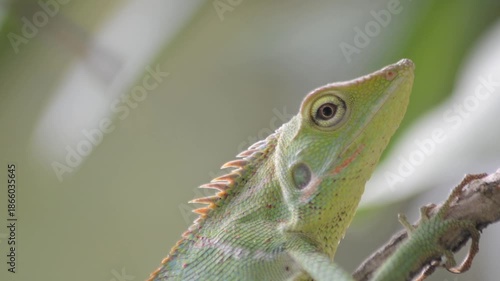 Close-up of a vibrant green lizard or cameleon with orange dorsal spines resting on a wooden branch