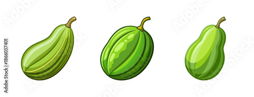 Illustration of fresh green zucchini squash vegetables for healthy eating and cooking recipes