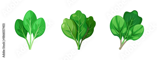 Fresh spinach leaves vector illustration for healthy eating and organic food concept design use
