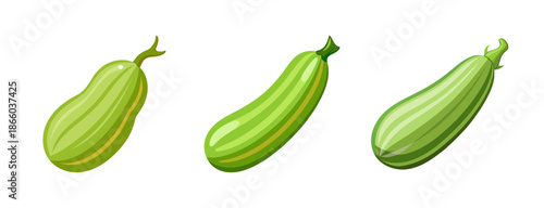 Fresh zucchini vegetable illustration, summer squash, courgette, healthy food, vegetarian diet, green, raw, organic