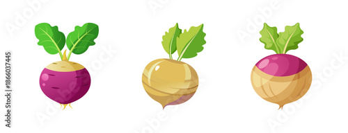 Turnip root vegetables vector illustration, fresh organic farm turnips, healthy eating concept