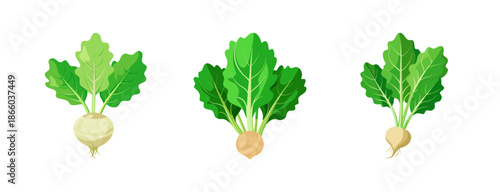 Explore fresh turnip vegetables vector illustration for healthy eating and cooking recipes design