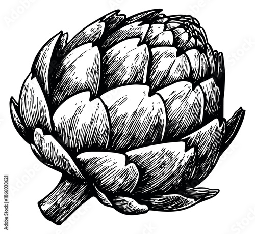 Vintage hand drawn line art illustration of an artichoke depicting its botanical form for healthy eating concepts