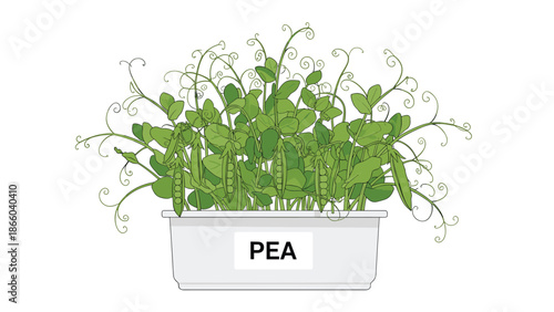 Hand drawn illustration of a partially peeled yellow banana fruit isolated on white background for healthy snack and nutrition concepts.