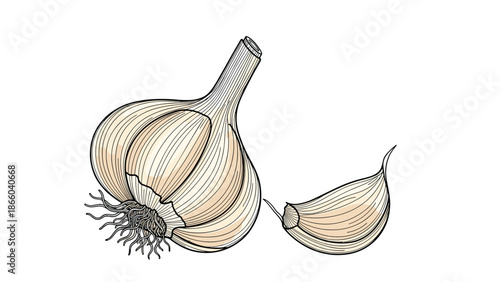 Engraving style illustration of a whole fresh garlic bulb with roots and a single peeled clove for cooking and herbal medicine health benefits.