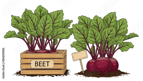 Illustration of fresh organic red beetroots growing in garden soil and packed in a wooden crate labeled beet for agriculture harvest market.