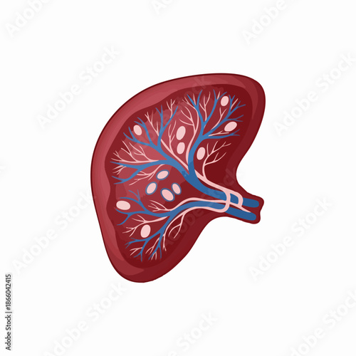 Human Spleen Anatomy Medical Illustration Diagram Cross Section