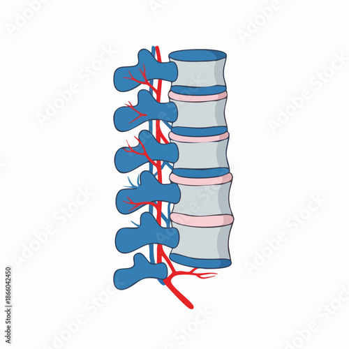 Human Lumbar Spine Anatomy Illustration Vertebrae Nerves Isolated
