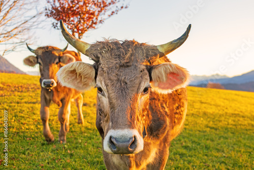 Kuh - Allgäu - Herbst - Sonnenuntergang - bunt