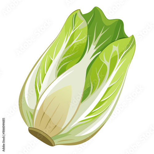 Fresh endive vegetable nutrition benefits and healthy eating for salad ingredient concept art