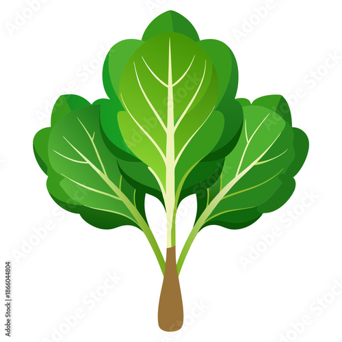 Fresh green chard leafy vegetable vector illustration for healthy eating and cooking ideas