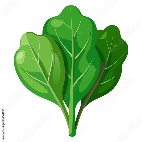 Fresh green spinach vector illustration for healthy eating and cooking recipes and nutrition guide