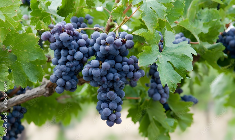 Naklejka premium Sangiovese grapes
