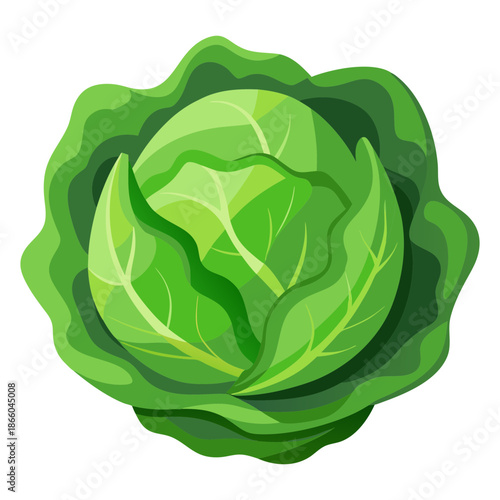 Fresh green cabbage vegetable illustration for healthy eating and vegan lifestyle concept art design
