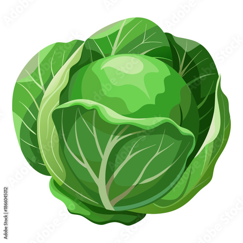 Fresh green cabbage vegetable nutrition healthy eating raw food vegan diet vegetarian recipe ingredient