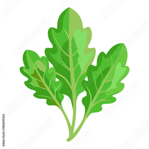 Discover fresh green arugula leaves vector illustration for salad ingredients and healthy eating diet