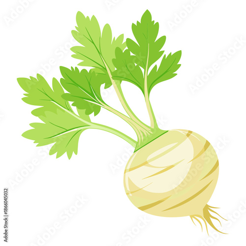 Explore fresh turnip vegetable nutrition facts and health benefits for balanced diet cooking ideas