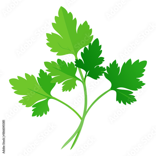 Fresh green parsley herb leaves culinary ingredient cooking garnish flavor aromatic spice plant 90