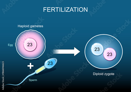 Fertilization, before and after. Haploid gametes Sperm and Egg. Zygote formation